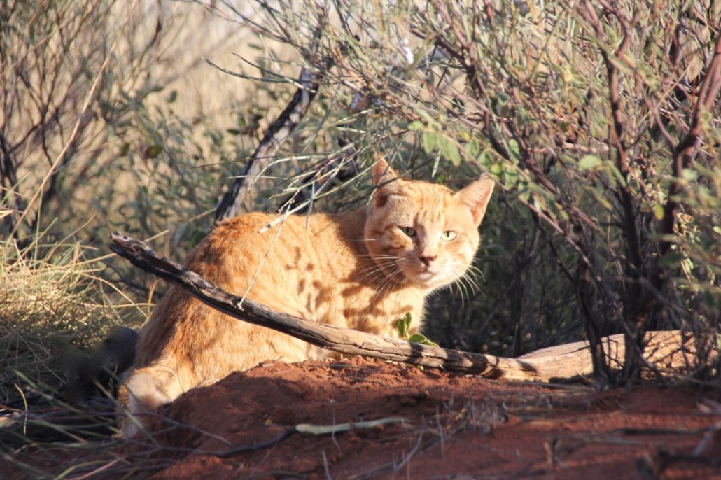 One of Tim's research interests - management of invasive predators such as this feral cat (Felis catus). Photo: Tim Doherty